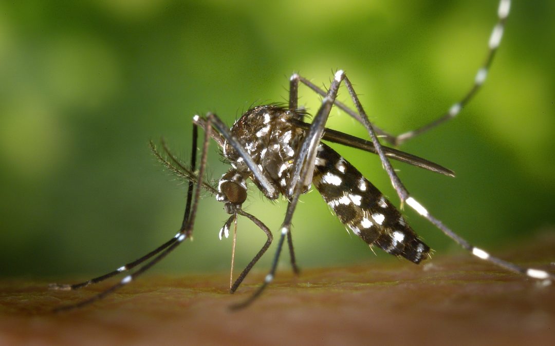 Travelers Should Remain Vigilant About the Zika Virus