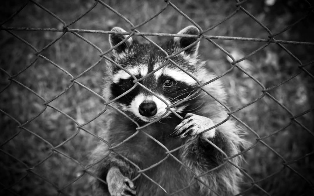 Two More Rabies Cases Confirmed in Garrett County