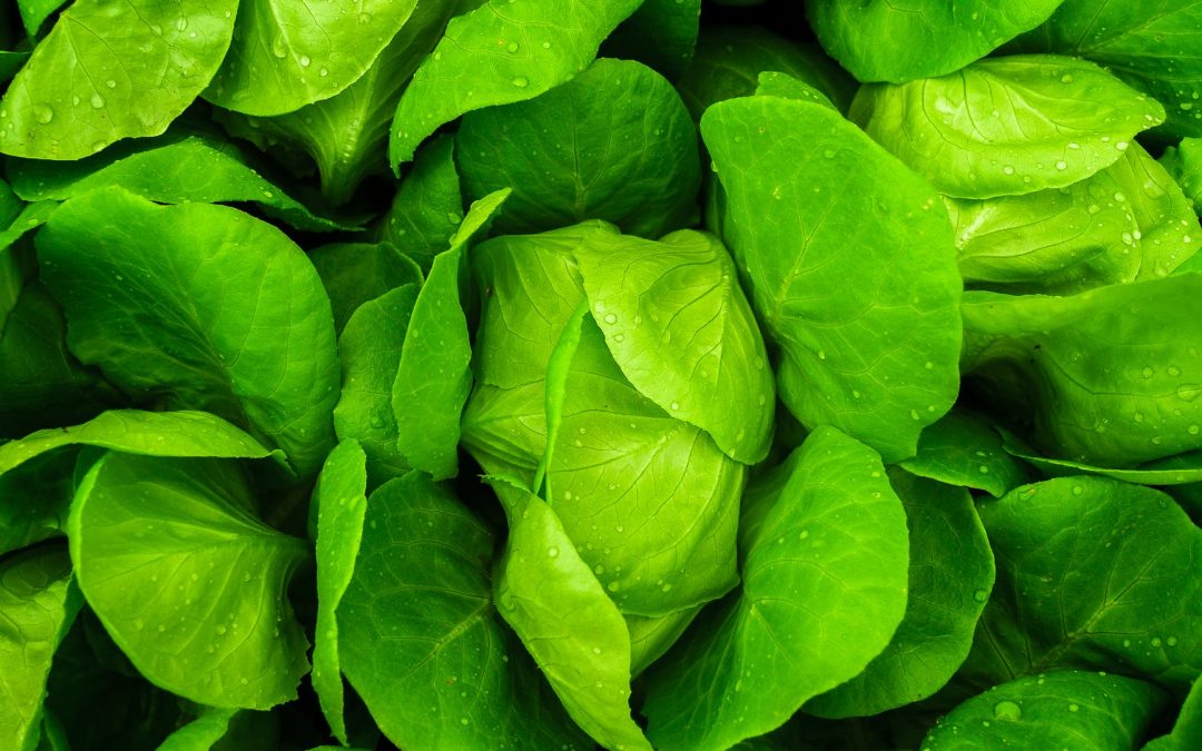 Food Service Inspection Reports Now Available Online