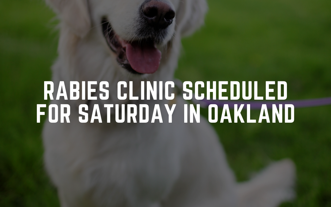 Rabies Clinic Reminder