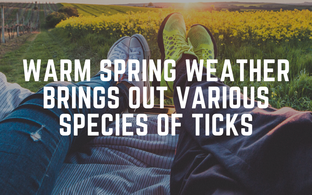 Warm Spring Weather Brings Out Various Species of Ticks