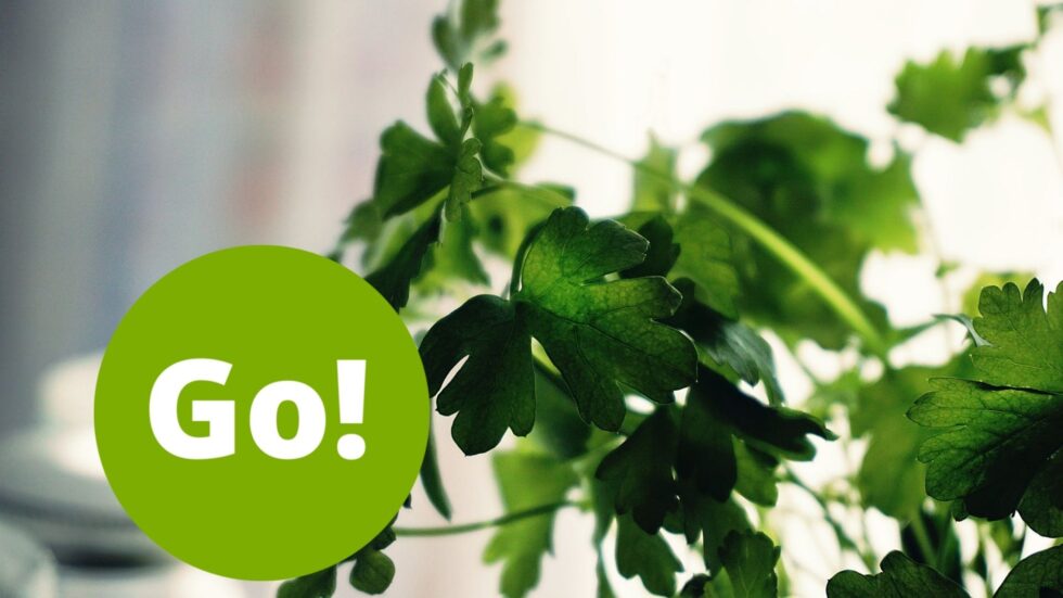 It’s Farmers’ Market Week on Go! Garrett County! Explore the Mountain Fresh Farmers’ Market w/ Thomas & Enter to Win a FREE Veggie Box From Garrett Growers! – Farmers’ Market Week Day 4 – Cilantro & Coriander