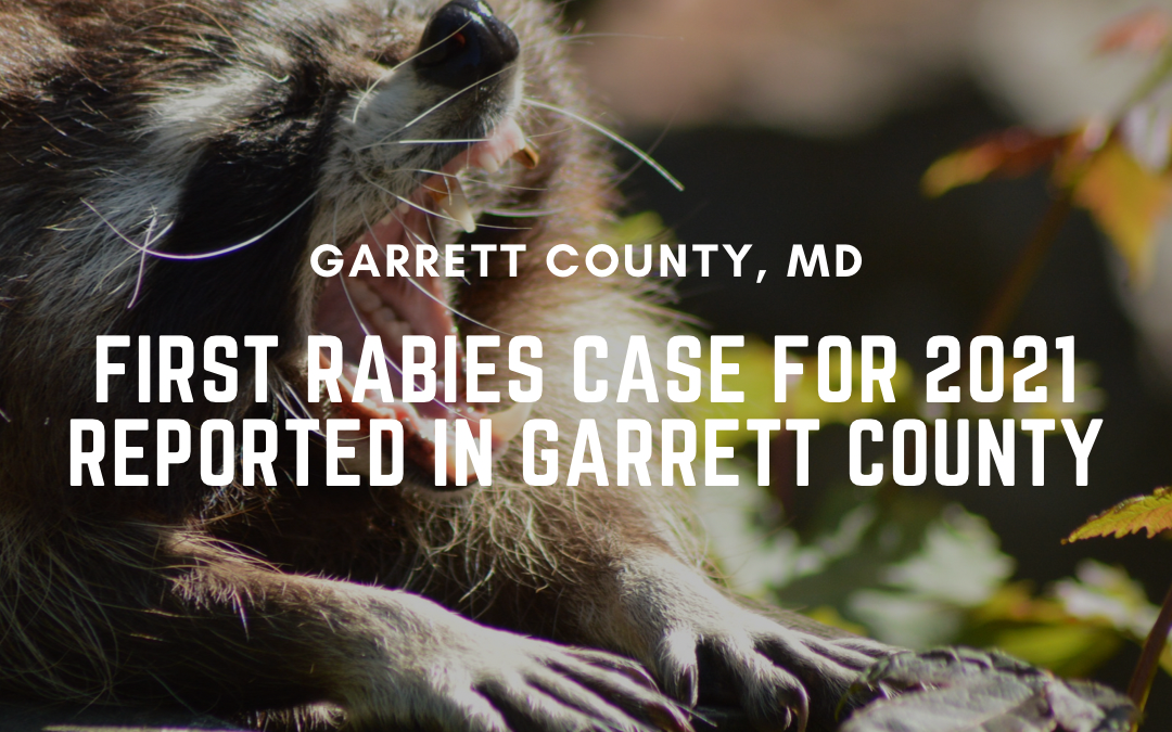 First Rabies Case for 2021 Reported in Garrett County