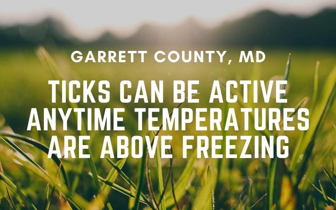 Ticks Can be Active Anytime Temperatures Are Above Freezing 