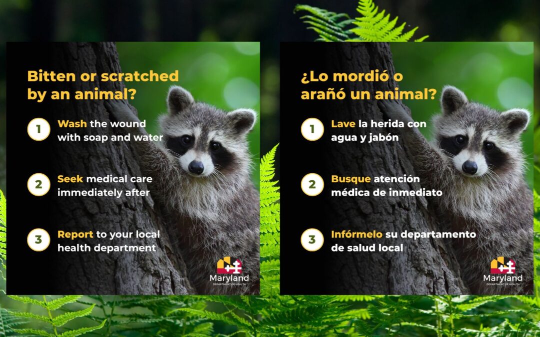 MDH Rabies Prevention Tips #2 – Bites & Scratches