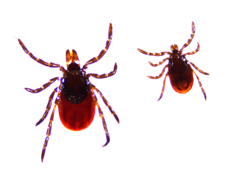 Ticks